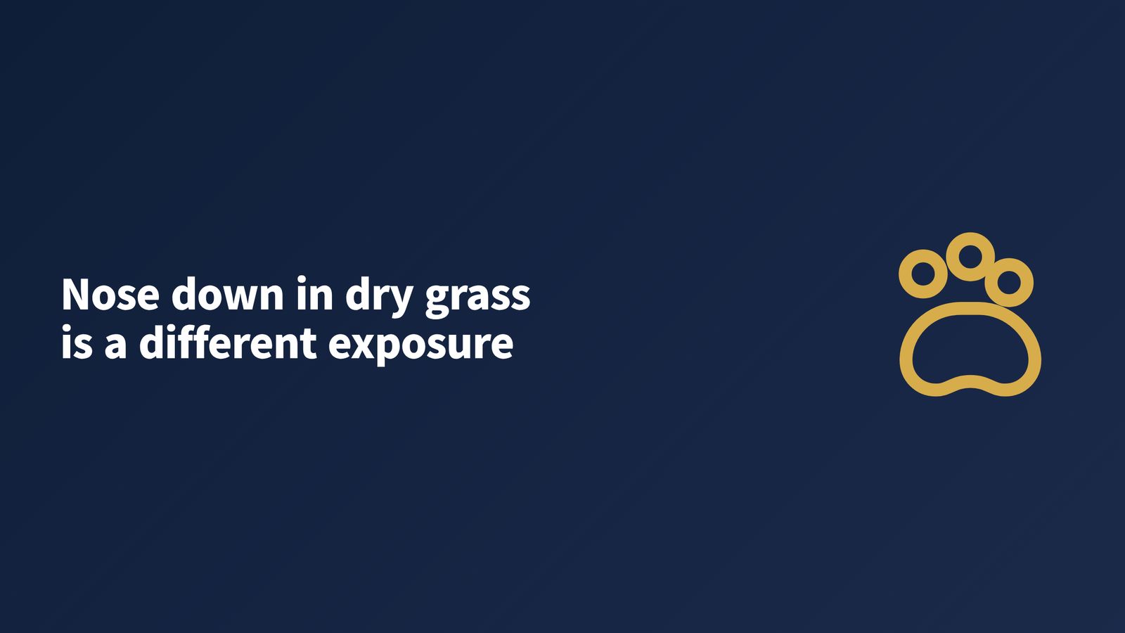 A low-slung longhaired dog walking with its nose held close to dry late-summer grass