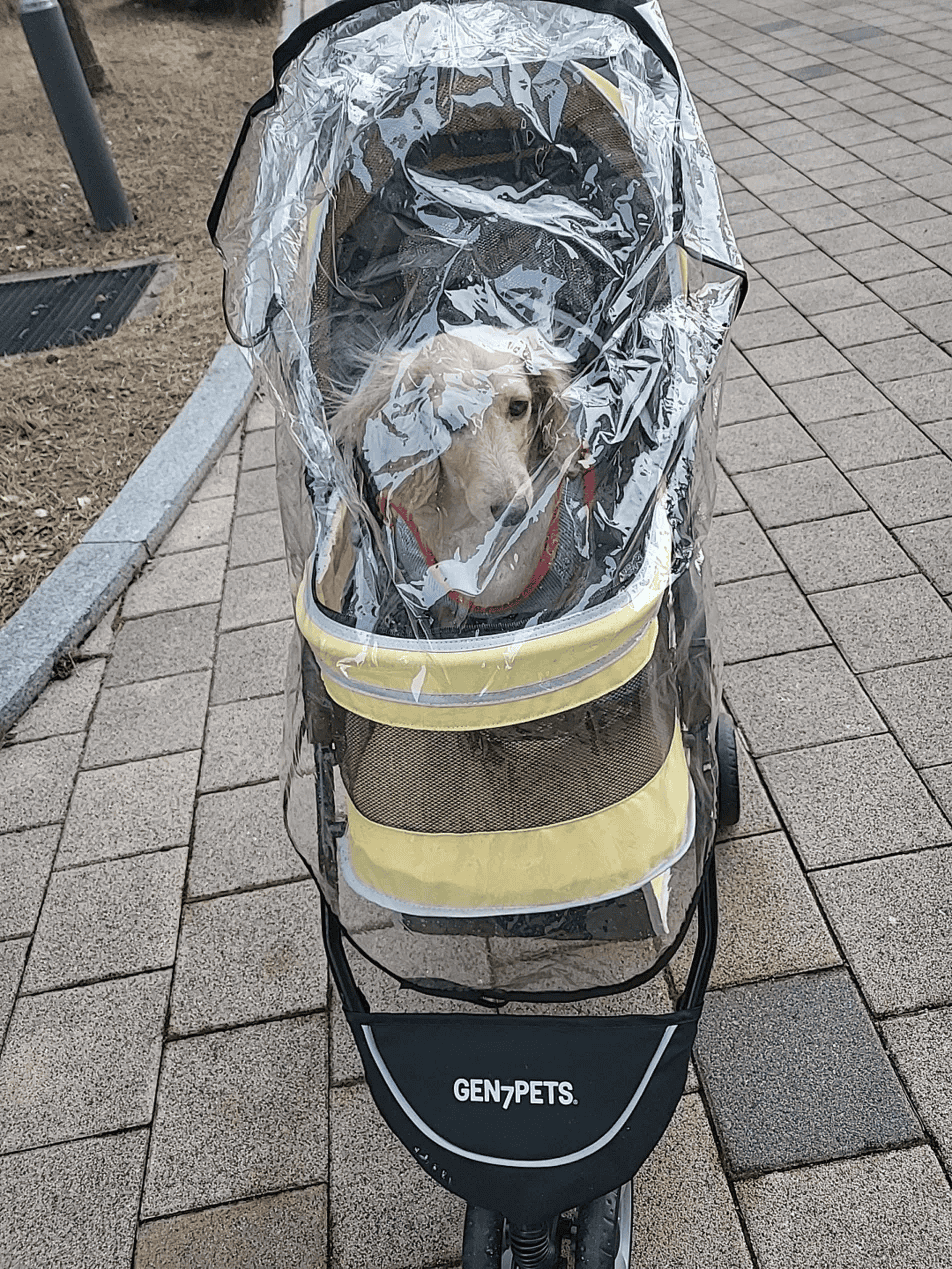 Dog in stroller with rain cover for gentle walks after GI upset.