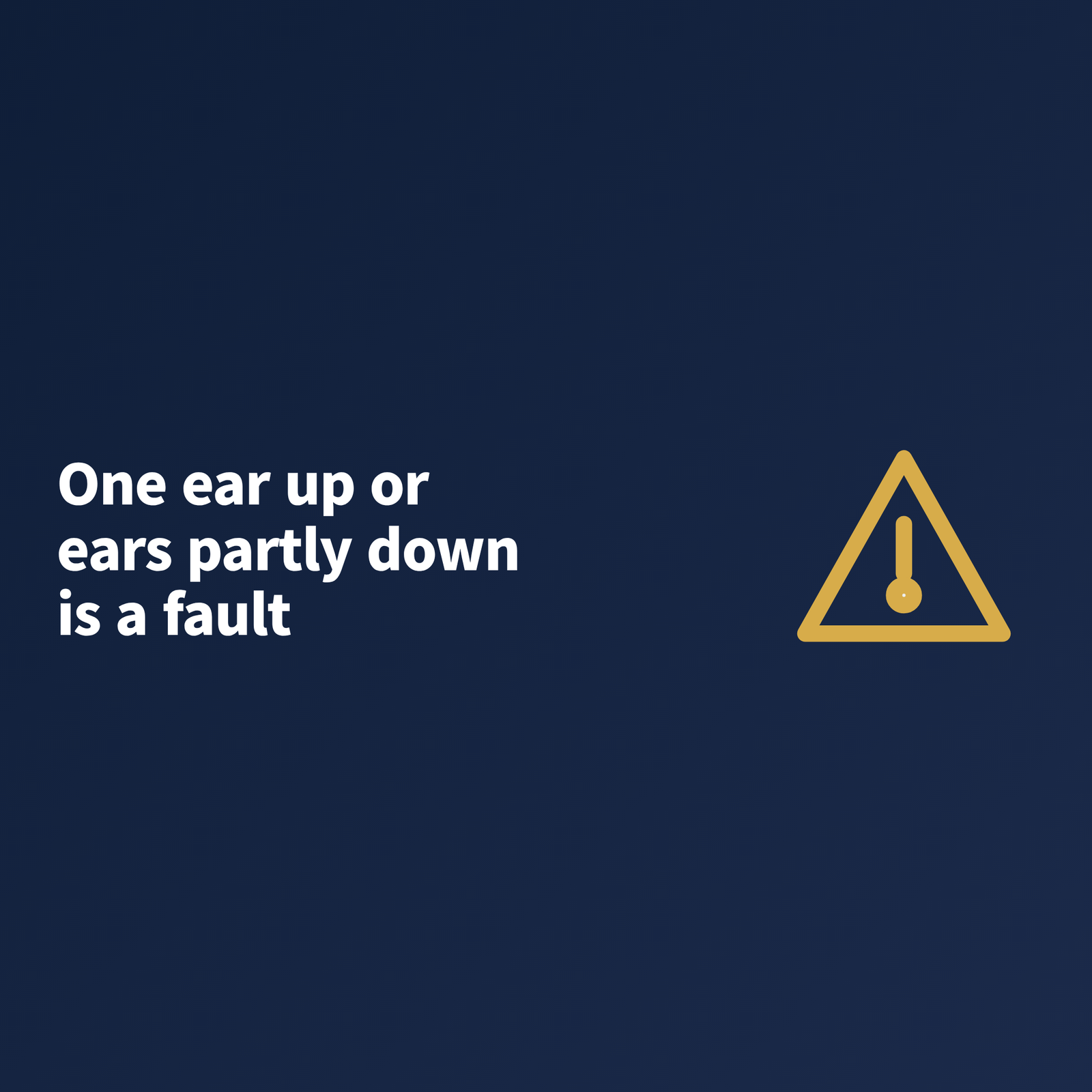 image One ear up or ears partly down is a listed fault in the Papillon standard