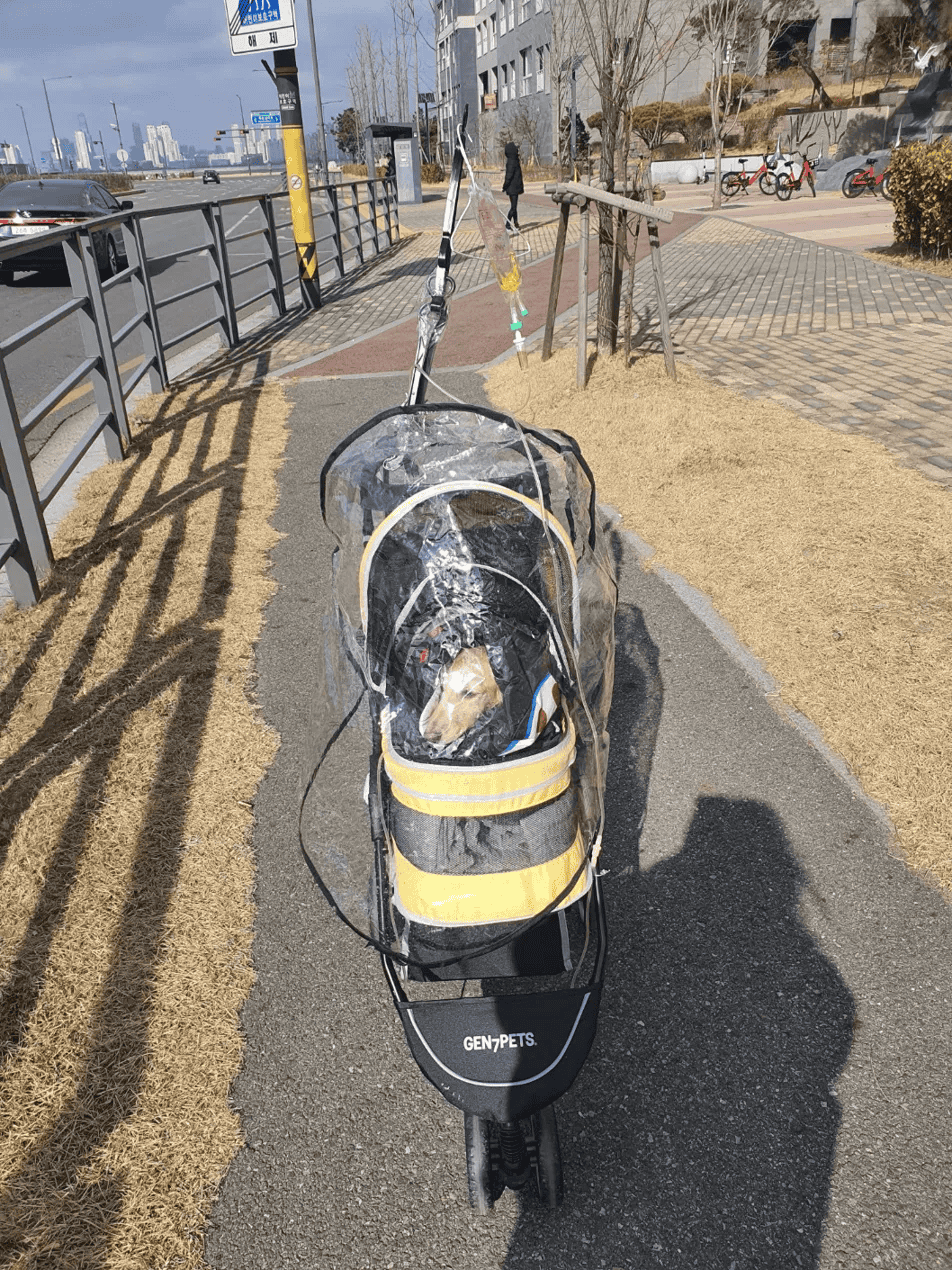 Dog stroller with an IV fluid bag attached, dachshund resting inside during a riverside recovery walk