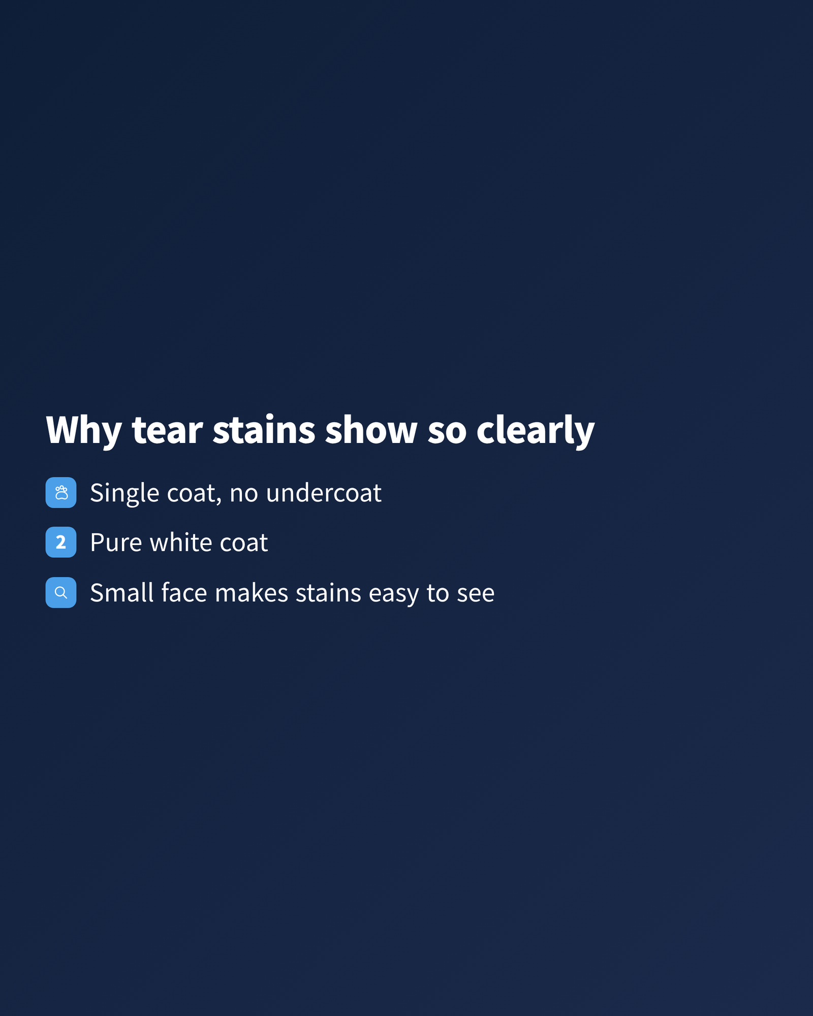 image Checklist of three reasons tear stains show clearly on a Maltese: single coat, pure white coat, small face