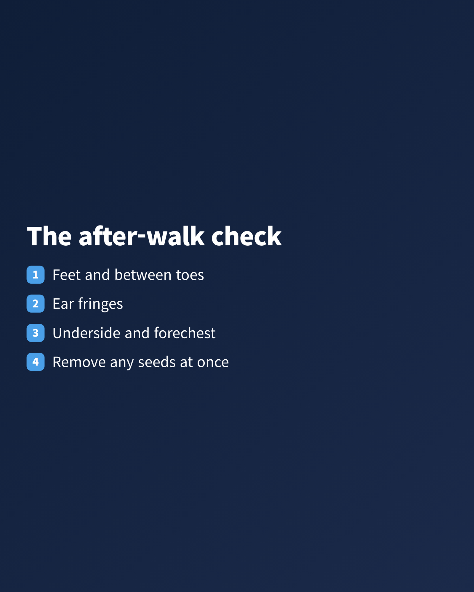 A four-step checklist showing where to inspect a longhaired dachshund after a walk, starting with the feet and ending with removing grass seeds