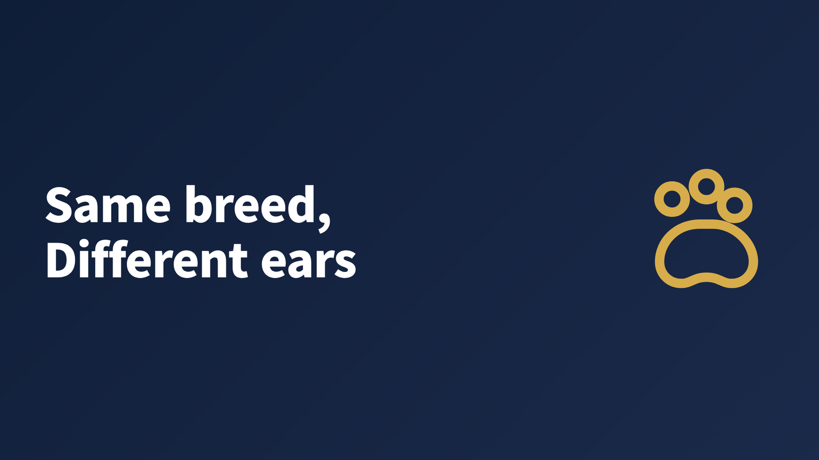 A toy spaniel with erect ears beside one with fully dropped ears