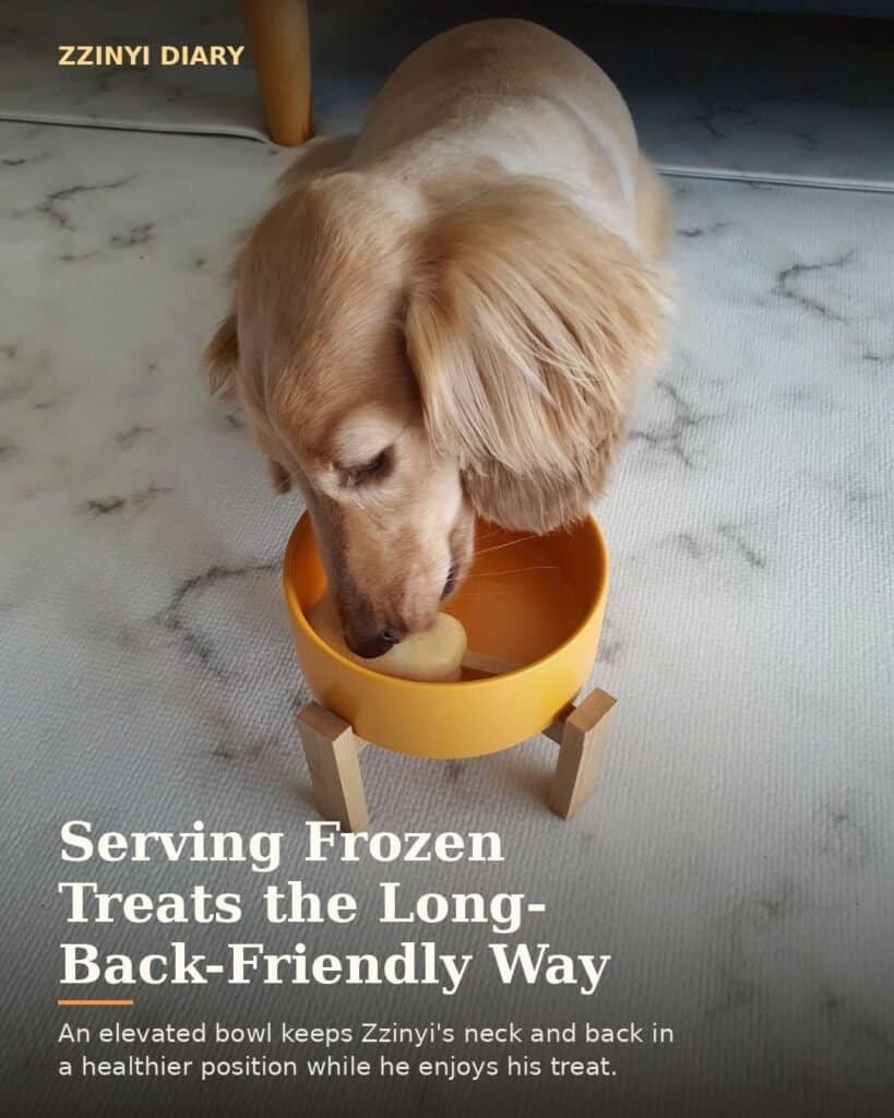 Cream longhaired dachshund eating a frozen treat from an elevated bowl