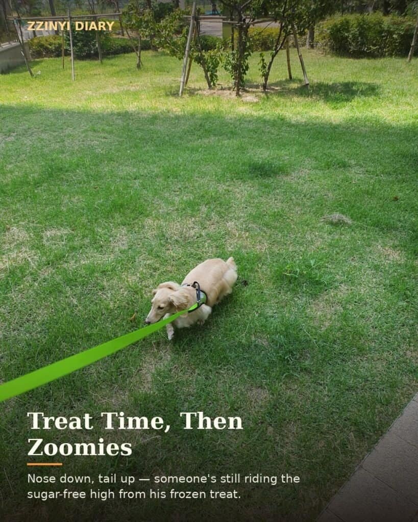 Cream longhaired dachshund happily walking on grass after a treat