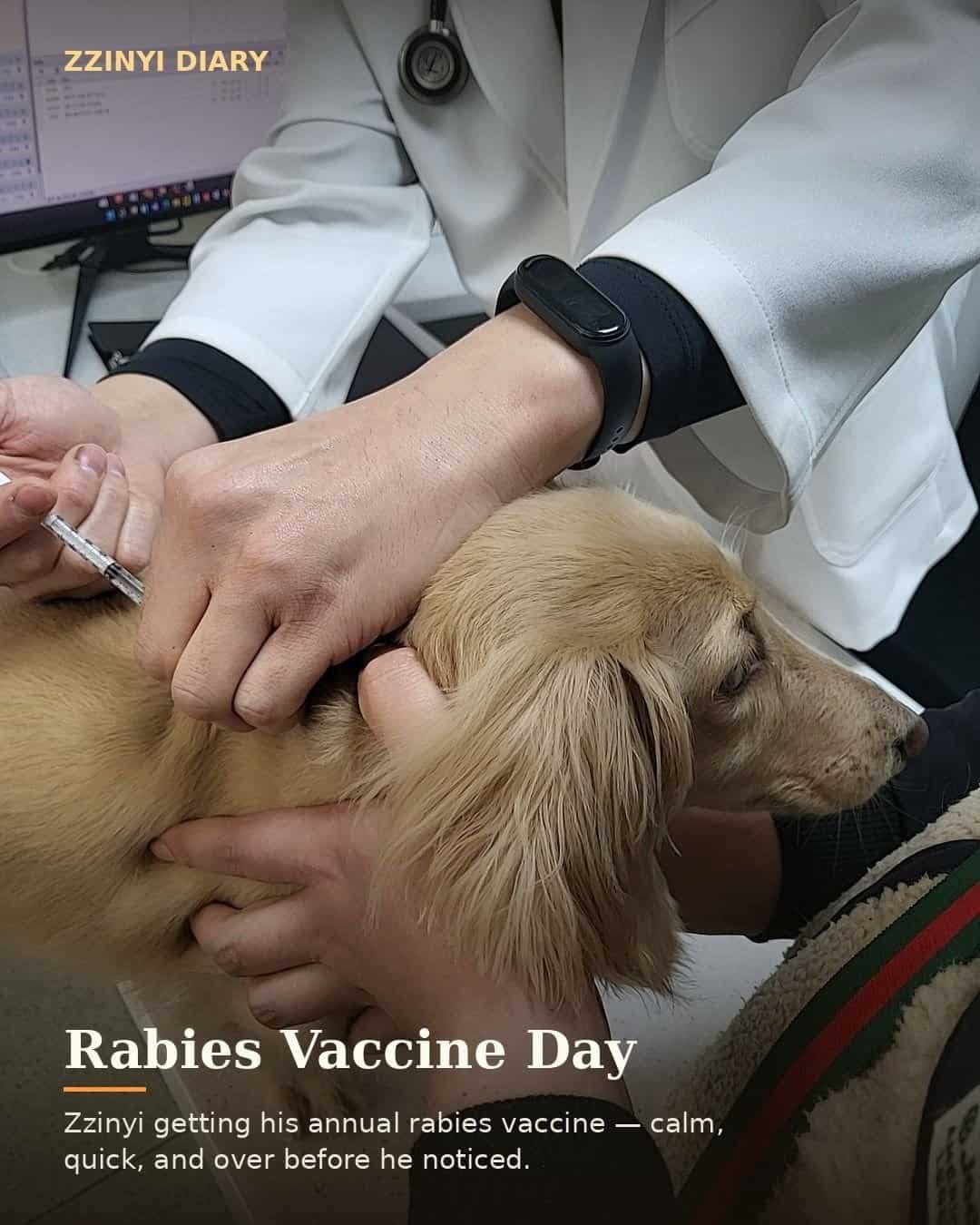 Veterinarian giving a cream longhaired dachshund a rabies vaccine injection