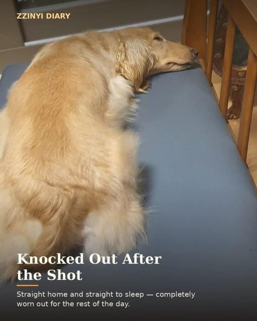 Cream longhaired dachshund sleeping deeply on a vet clinic bench after a vaccine