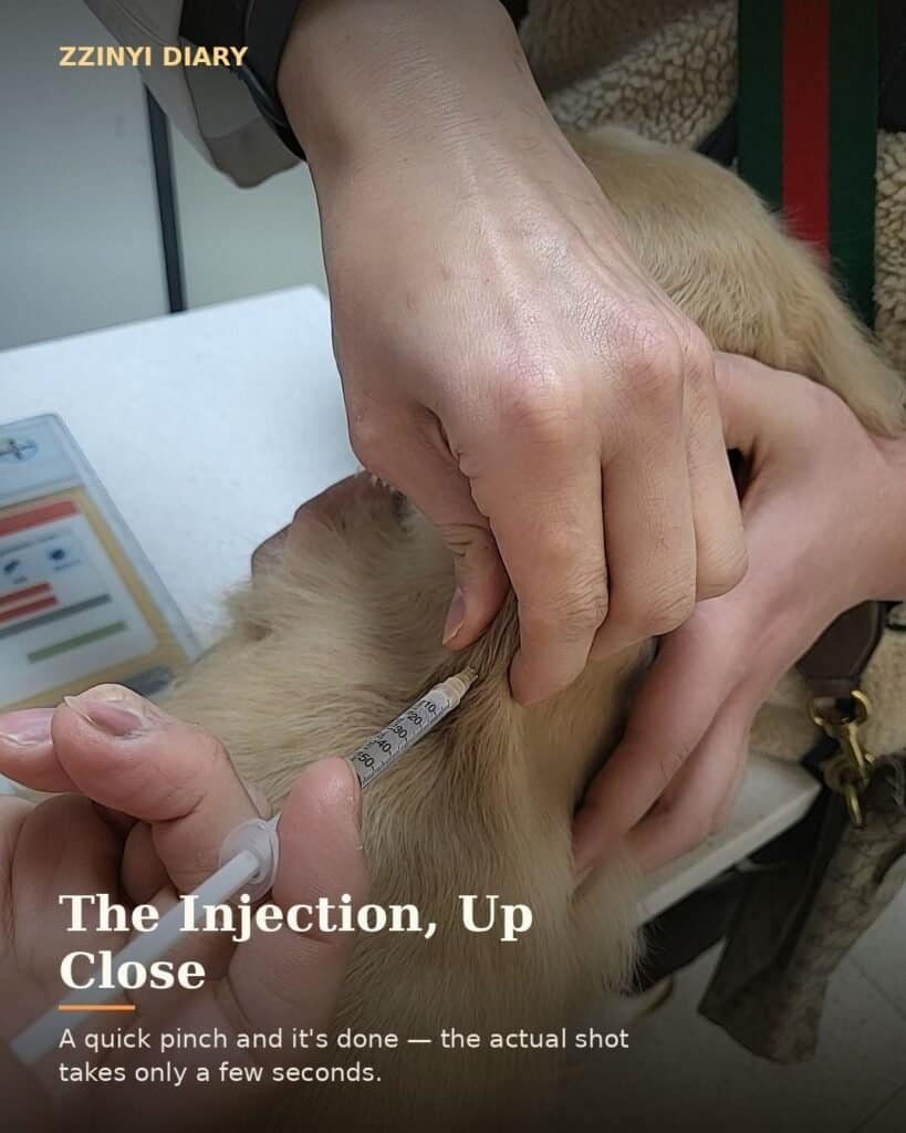 Close-up of a rabies vaccine syringe being injected into a dog's skin