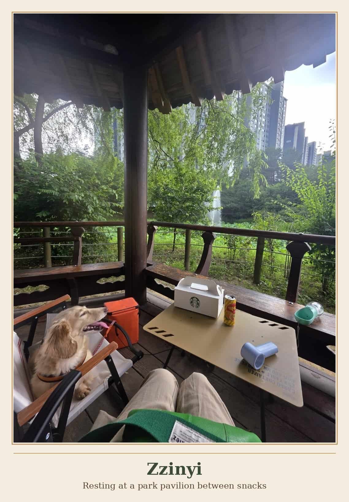 Cream longhaired dachshund Zzinyi resting in a low camping chair inside a park pavilion during a camping trip