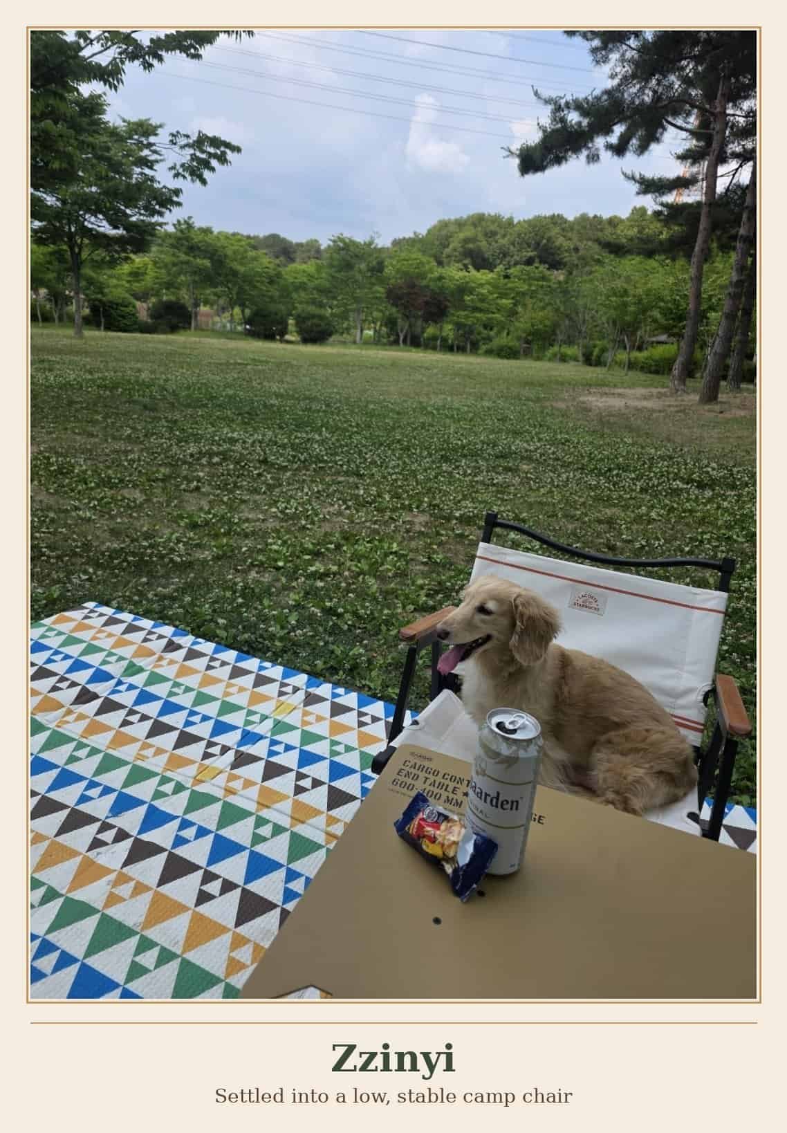 Dachshund Zzinyi sitting calmly in a low, stable camping chair in an open grassy field