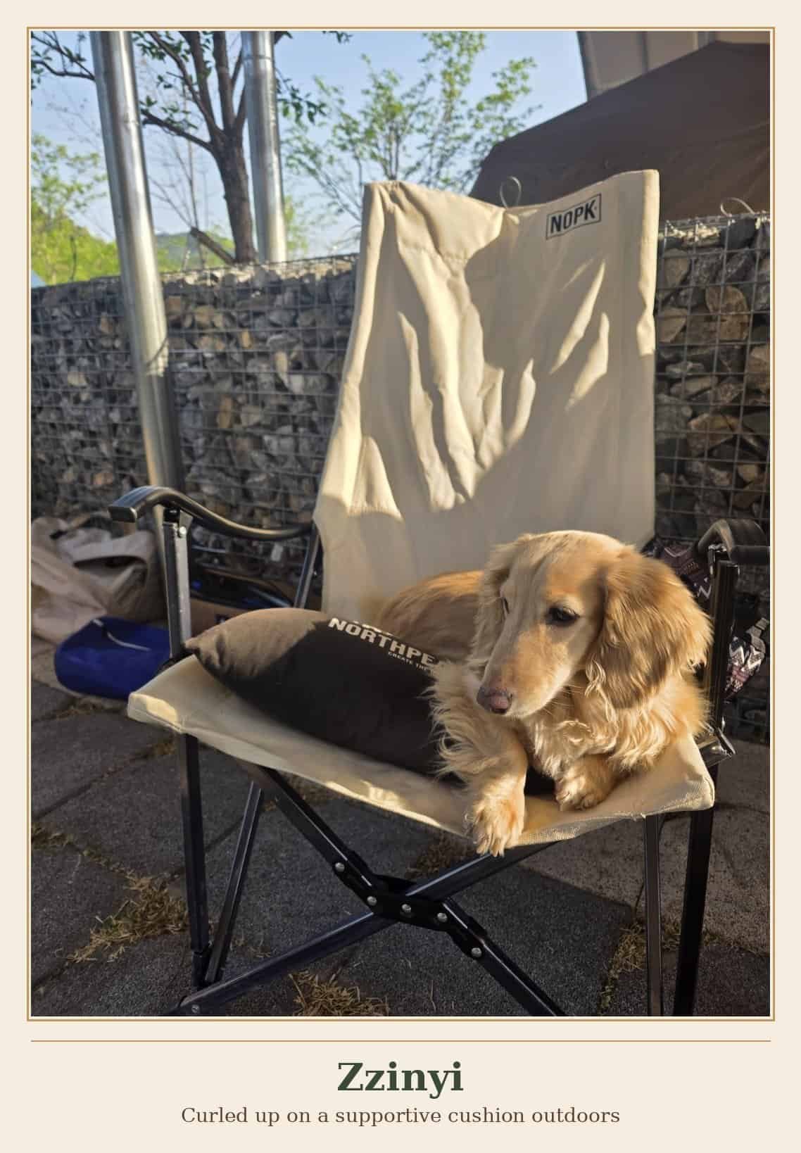 Cream longhaired dachshund Zzinyi curled up on a supportive cushion at an outdoor campsite