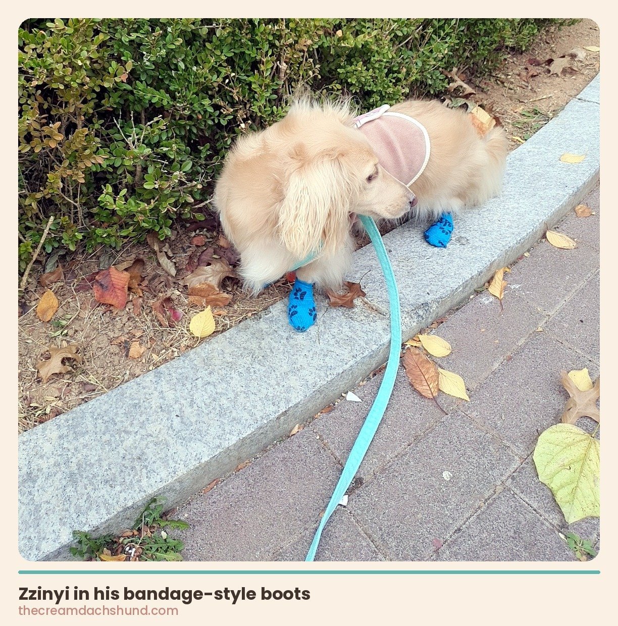 Cream longhaired dachshund Zzinyi wearing blue paw-print bandage-style dog boots while sniffing along a curb