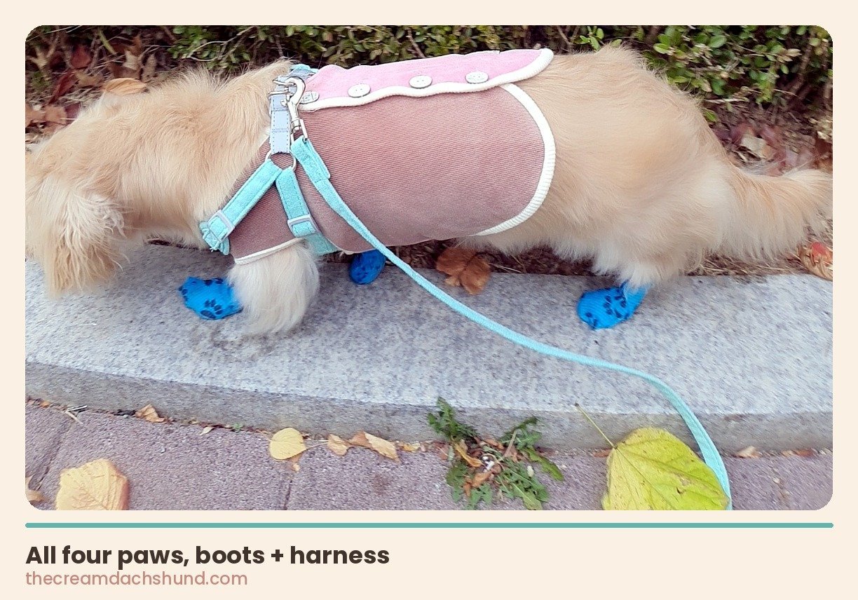 Rear view of Zzinyi's four paws in bandage-style dog boots with his pink corduroy harness cover