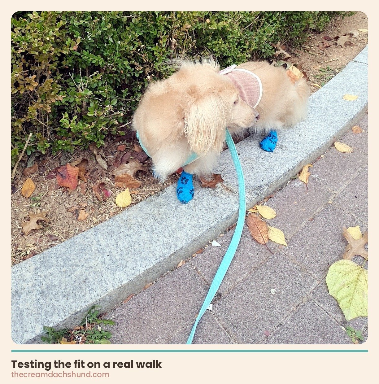 Zzinyi testing the fit of bandage-style dog boots during a real walk on a fall afternoon