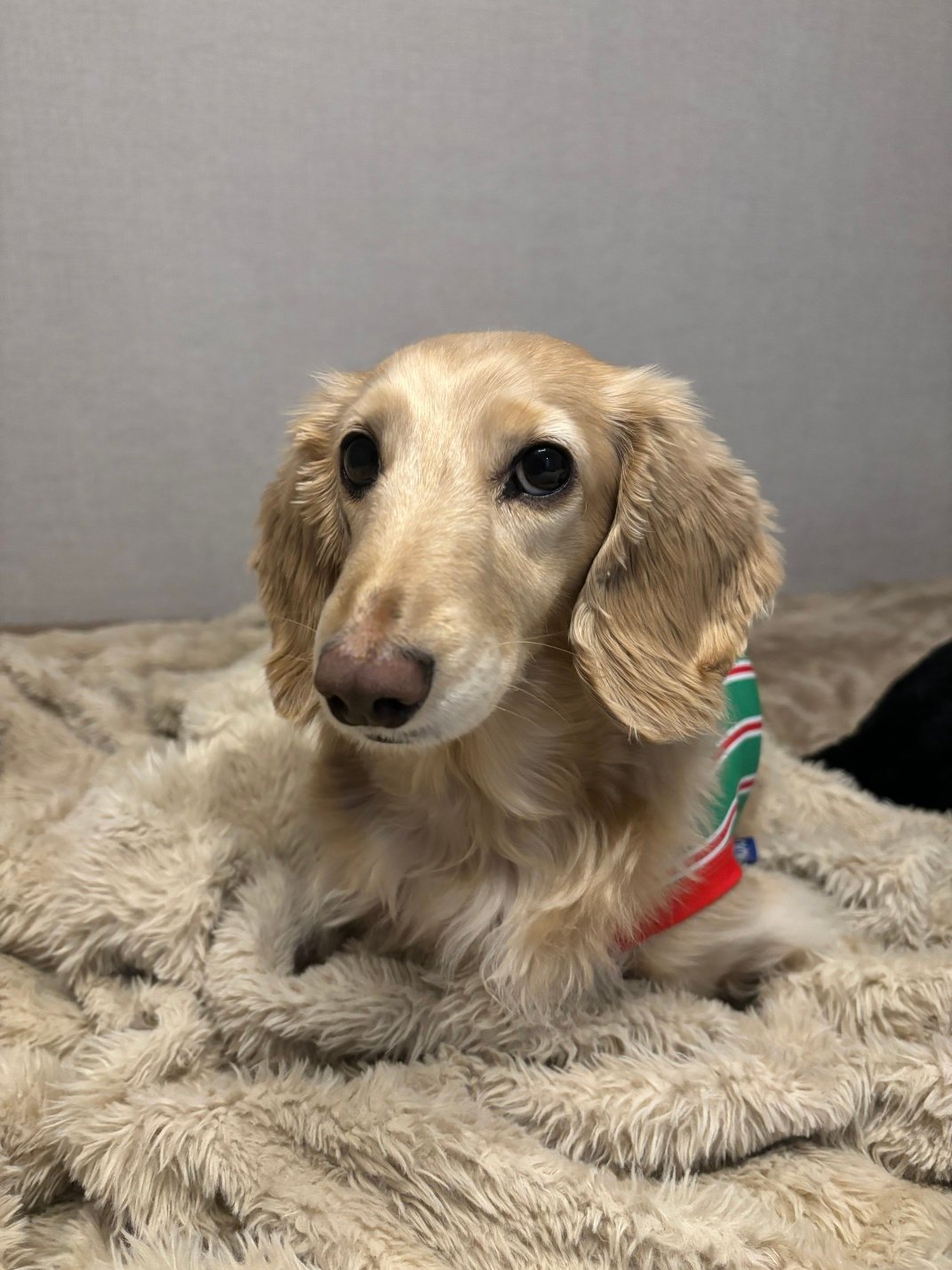 Title photo of Zzinyi. (dachshund)