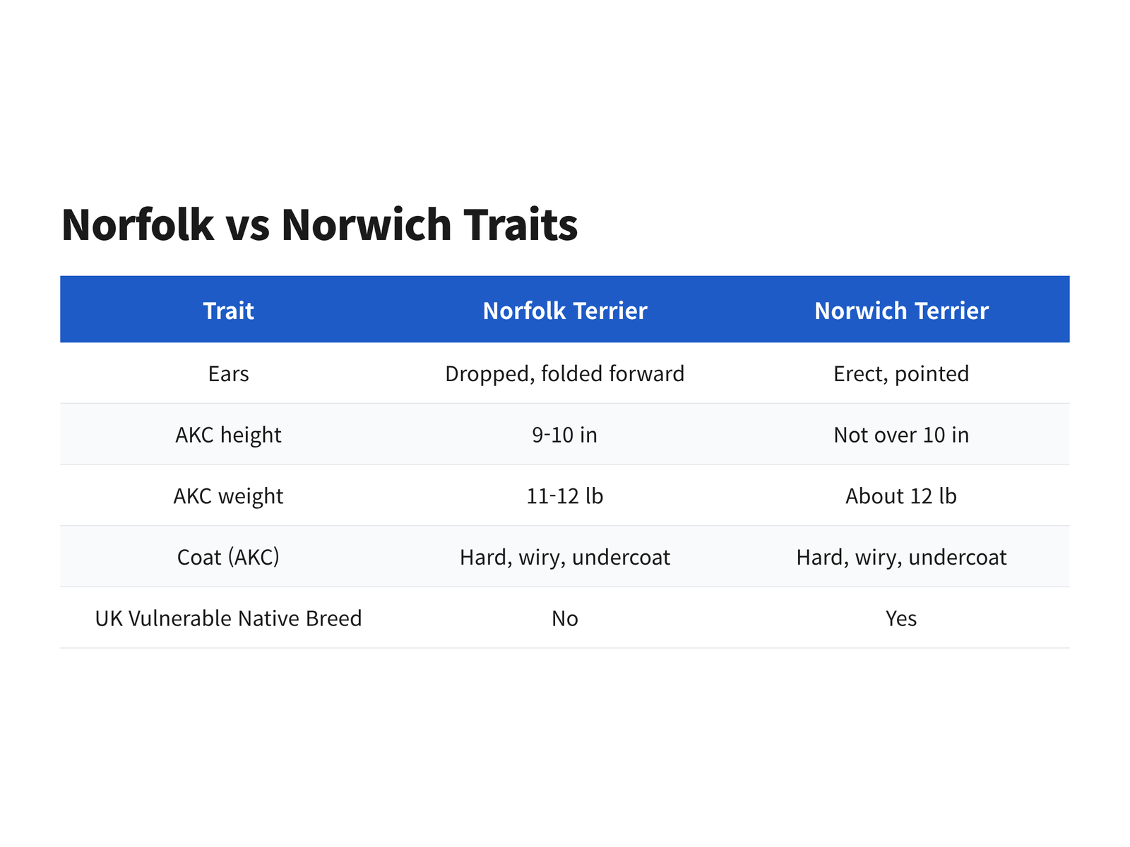 Comparison table of Norfolk and Norwich terrier ears, height, weight, coat and UK status